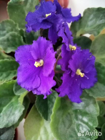 Комнатные растения. Фиалка