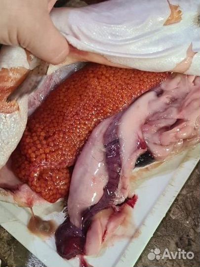 Форель икряная с вылова, бесплатно Доставка