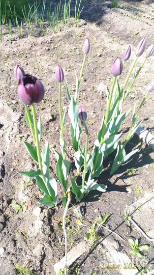 Тюльпаны и другие