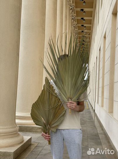 Пальмовые листья