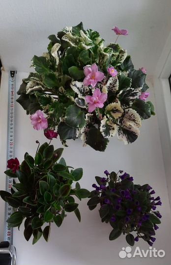 Сортовые трейлерные фиалки