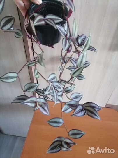 Комнатные растения цветы