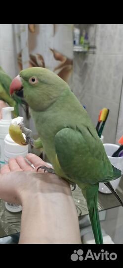 Ожереловый попугай самка