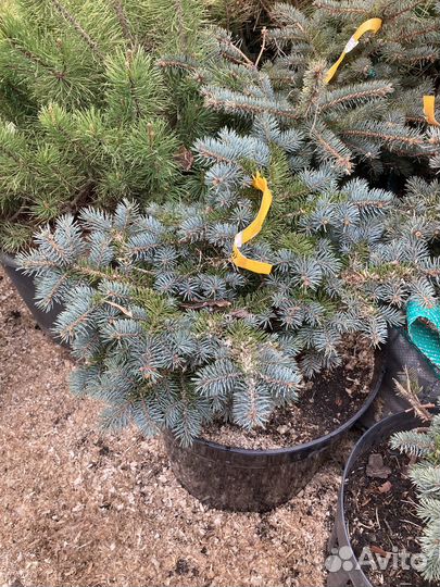 Ель глаука глобоза из питомника