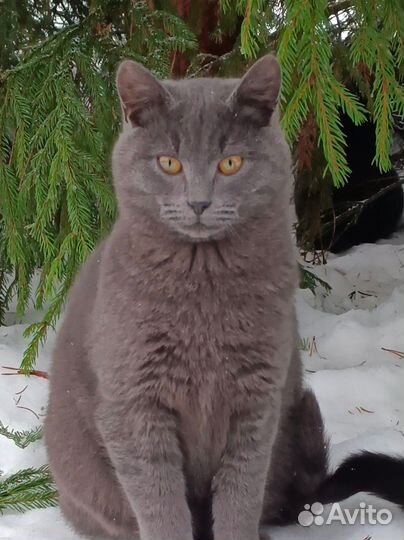 Отдам котенка в добрые руки