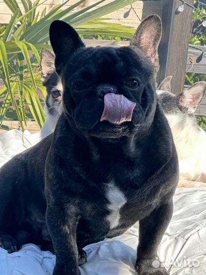 Французский бульдог