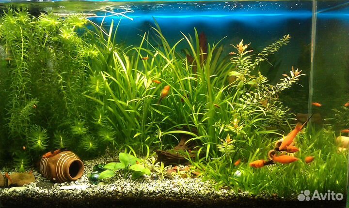 Чистка и обслуживание аквариумов