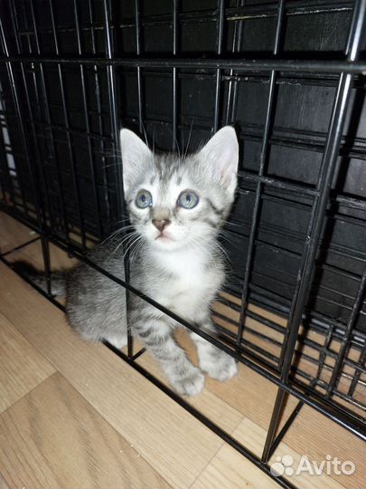 Котёнок девочка в добрые руки