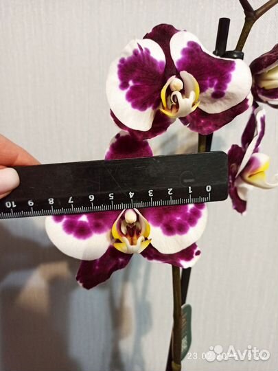 Орхидея фаленопсис, 1 ствол