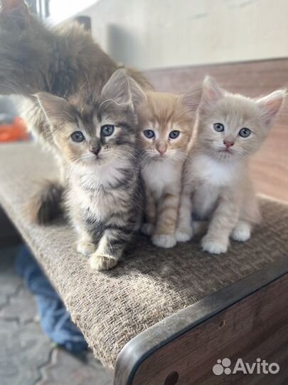 Кошки в добрые руки