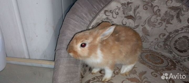 Декоративные кролики