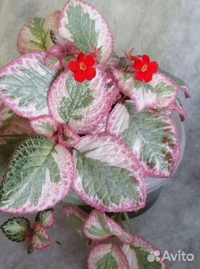 Эписция акварельная