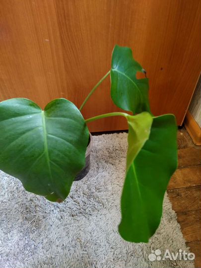 Драцена, монстера