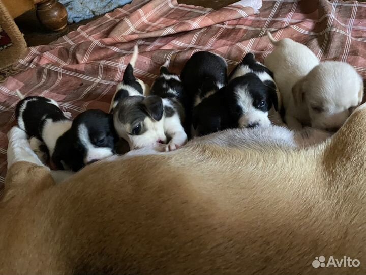 Отдам в добрые руки мини бигль