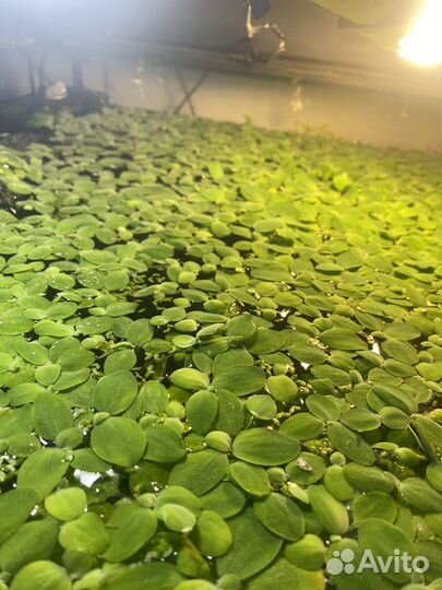 Водоросли для аквариума