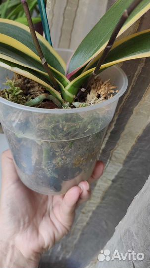 Вариегатная орхидея фаленопсис цветёт