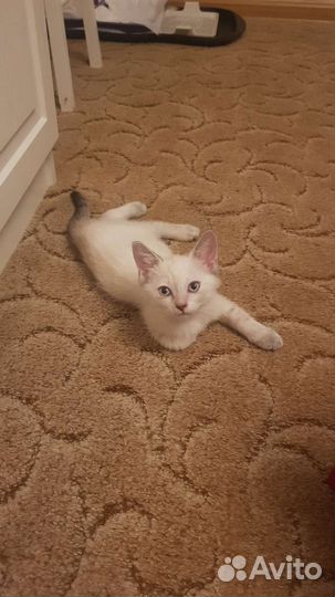 Кошки в добрые руки