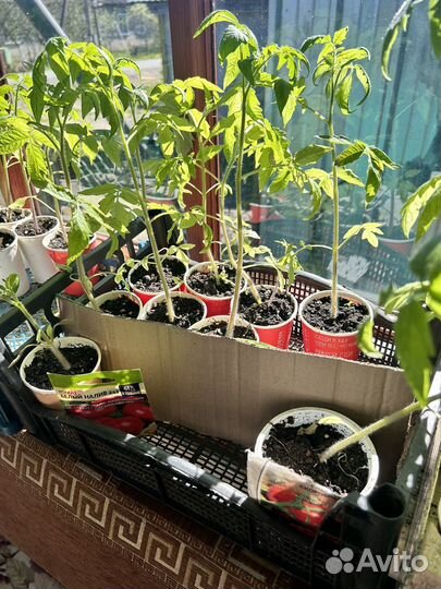 Продам помидоры