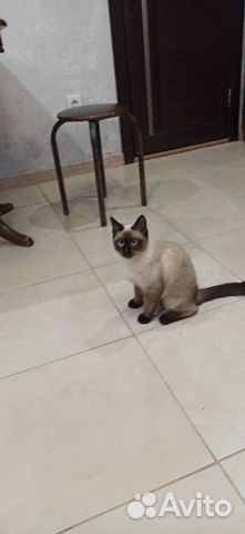 Сиамские кошка бесплатно объявление продам