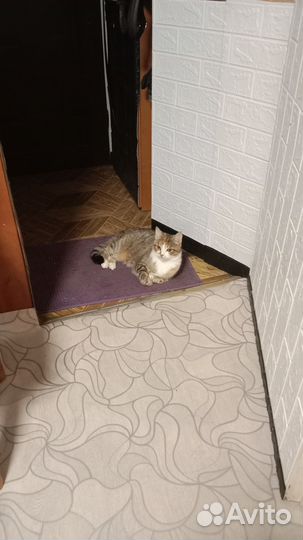 Котята отдам бесплатно