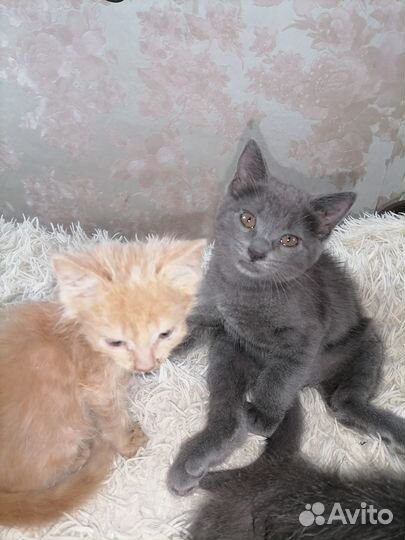 Отдам котят в добрые руки