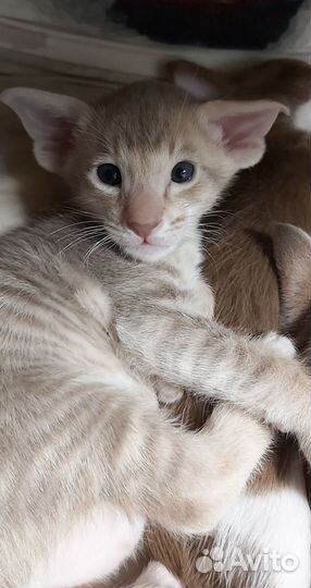 Ориентальная современный тип