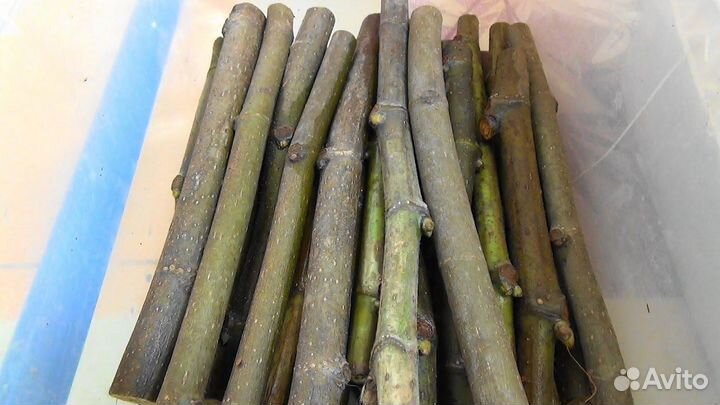 Черенки инжира-медовый крымский,черный крымский