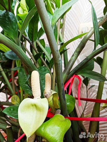 Замиокулькас долларовое дерево