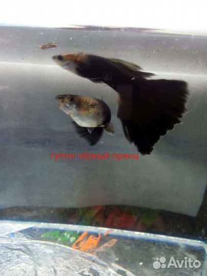 Рыбы аквариумные