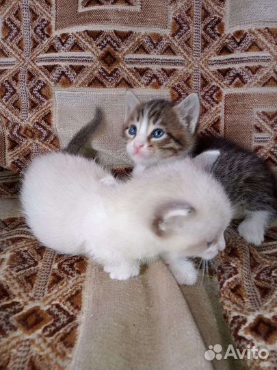 Котята мальчики