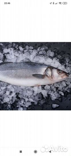 Сибас, Дорадо