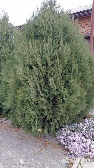 Туя Восточная