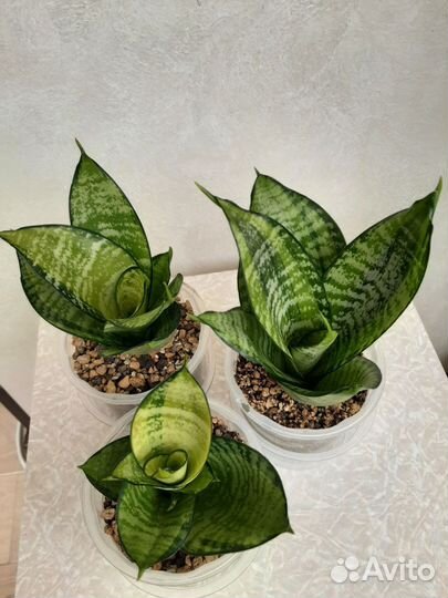 Сансевиерии ханни Филиппин