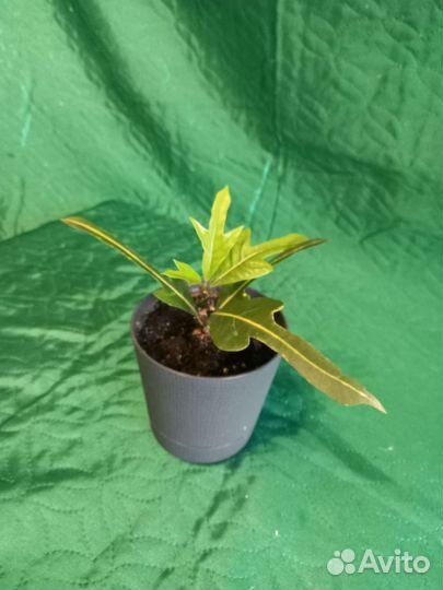 Кртоны разные