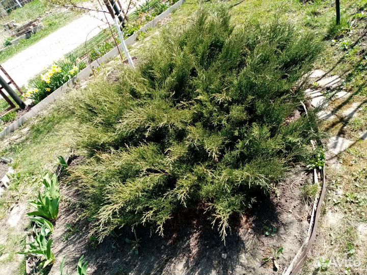 Можжевельник