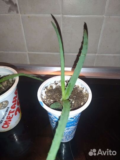 Алоэ лечебный,столетник,хирург б/н домашний лекарь