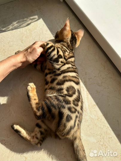 Бенгальские кошки