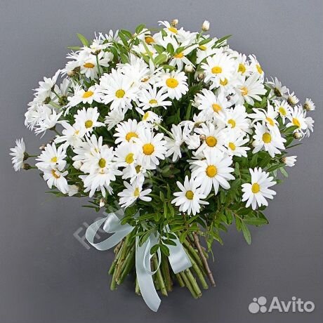 Полевые цветы ромашки