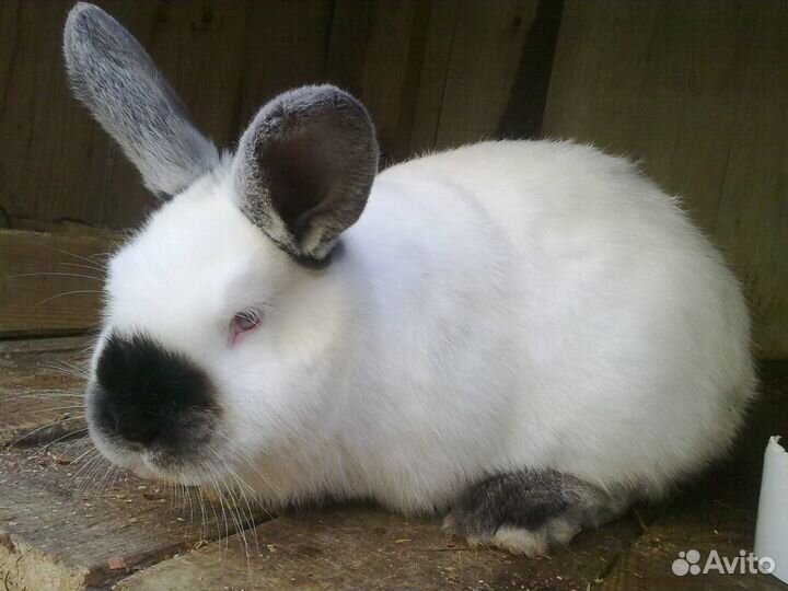 Кролики калифорния