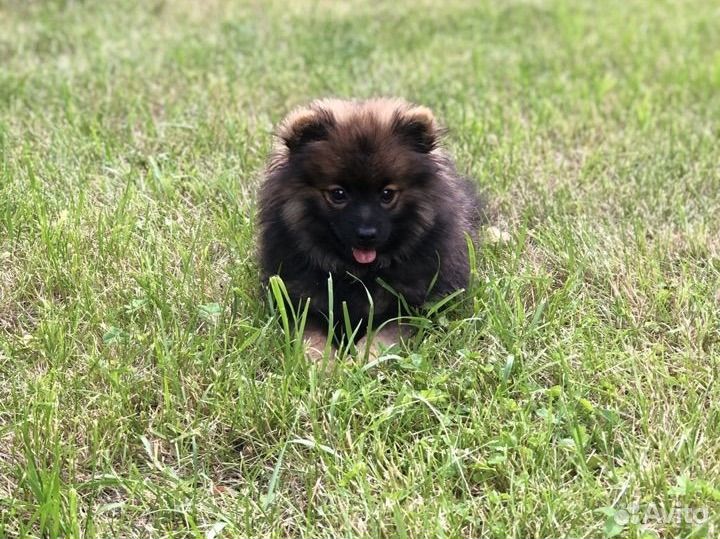 Померанский шпиц