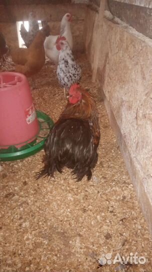 Молодые петухи карликовые кохинхины