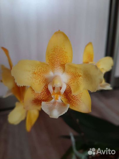 Орхидея фаленопсис бабочка