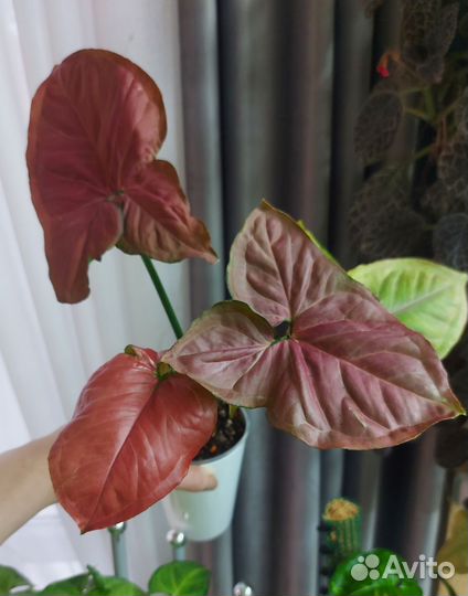 Сингониум Орм Нак