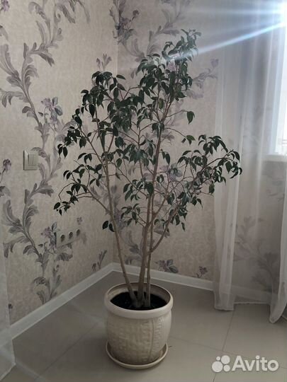 Фикус бенджамина