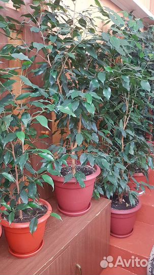 Фикус бенджамина