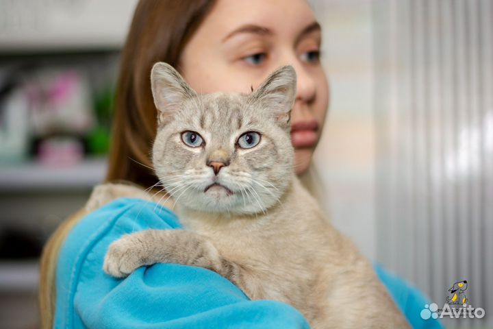 Красавец Лазурит в добрые руки