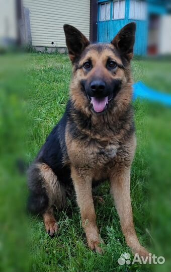 Немецкая овчарка