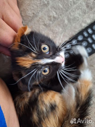 Котята в самые добрые руки