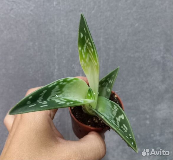 Алое вариегатный