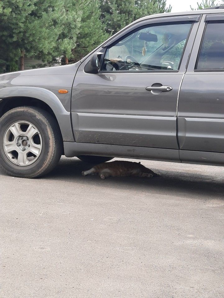 Mazda Tribute: фото владельца